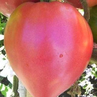 Домати Биволско сърце