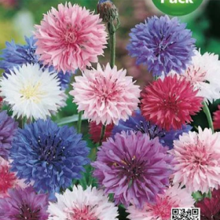 Центаруеа Центаруеа