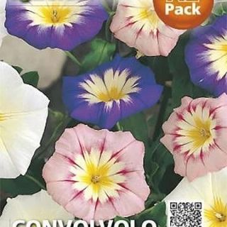 Convolvolo / ниски фунийки/ Convolvolo / ниски фунийки/