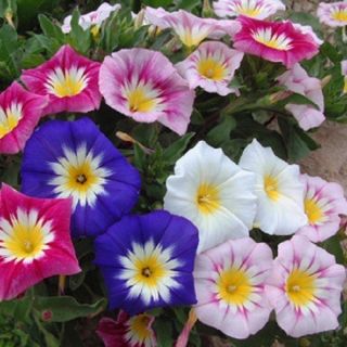 Convolvolo / ниски фунийки/