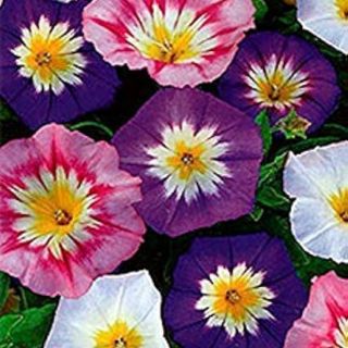 Convolvolo / ниски фунийки/