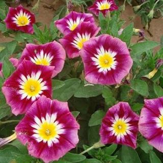 Convolvolo / ниски фунийки/