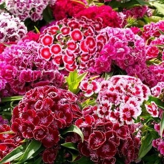 Карамфил Топ карамфил /Dianthus barbatus/