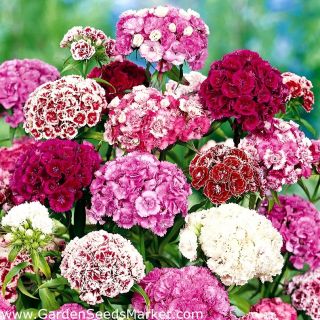 Карамфил Топ карамфил /Dianthus barbatus/