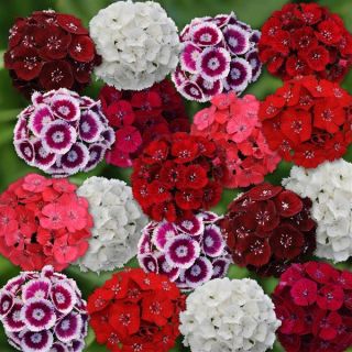 Карамфил Топ карамфил /Dianthus barbatus/