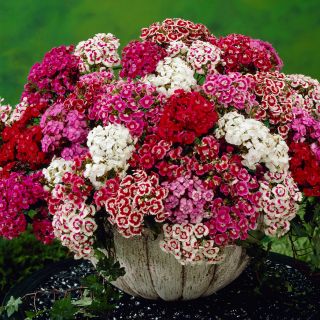 Карамфил Топ карамфил /Dianthus barbatus/