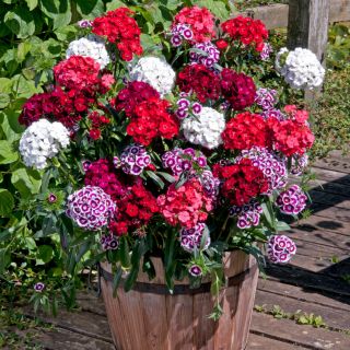 Карамфил Топ карамфил /Dianthus barbatus/