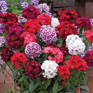 Карамфил Топ карамфил /Dianthus barbatus/