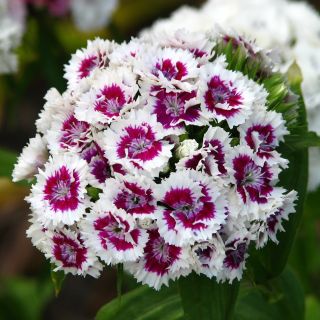 Карамфил Топ карамфил /Dianthus barbatus/