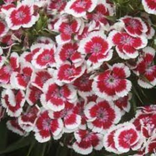 Карамфил Топ карамфил /Dianthus barbatus/