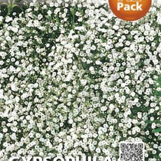 Гипсофила Гипсофила