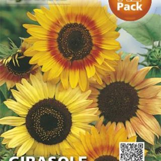 Декоративен слънчоглед микс Декоративен слънчоглед микс