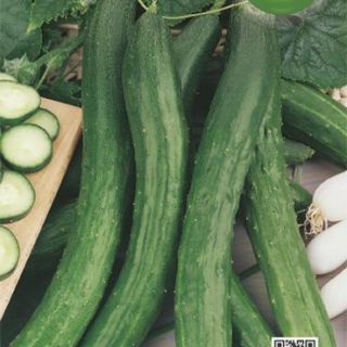 Краставици Lungo Della Cina Краставици Lungo Della Cina