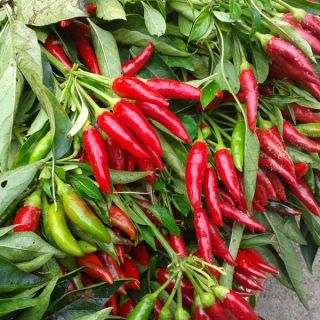 Люти чушки феферони LIBELLE