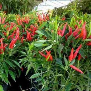 Люти чушки феферони LIBELLE