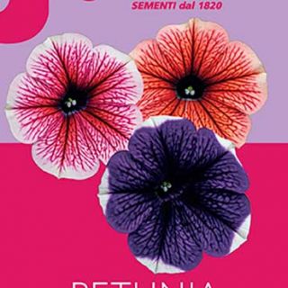 PETUNIA SUPERBISSIMA MIX PETUNIA SUPERBISSIMA MIX