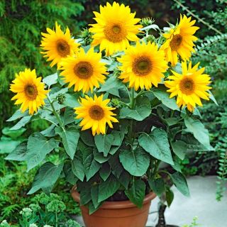 Декоративен слънчоглед микс