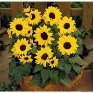 Декоративен слънчоглед микс