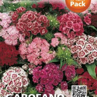 Карамфил Топ карамфил /Dianthus barbatus/ Карамфил Топ карамфил /Dianthus barbatus/