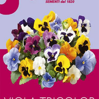Viola TRICOLOR Viola TRICOLOR