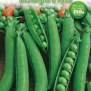 Градински грах MERAVIGLIA D'ITALIA Градински грах MERAVIGLIA D'ITALIA