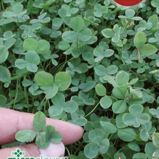 Нано бяла детелина с микро листа без косене Нано бяла детелина с микро листа без косене