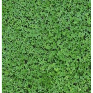 Нано бяла детелина с микро листа без косене