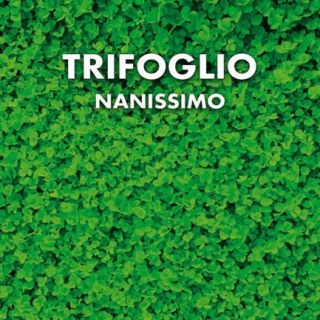 Нано бяла детелина с микро листа без косене