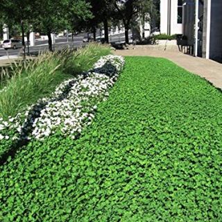 Нано бяла детелина с микро листа без косене