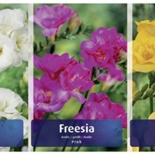 Шоубокс Double Fresia 5x150бр. Шоубокс Double Fresia 5x150бр.