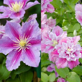 Клематис/Clematis Piilu