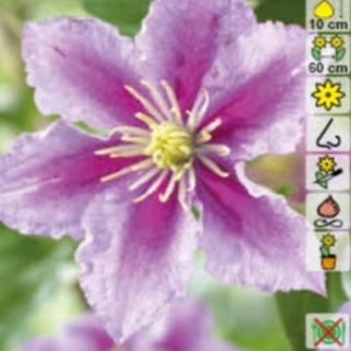 Клематис/Clematis Piilu