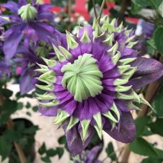 Клематис/Clematis TAIGA