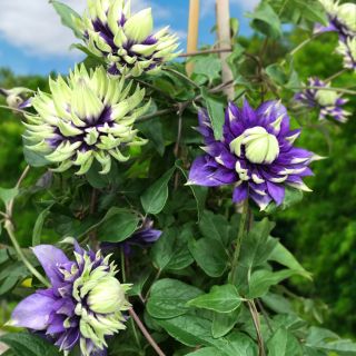 Клематис/Clematis TAIGA