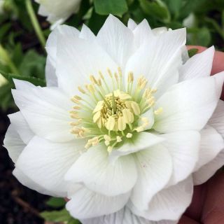 Кукуряк / Helleborus Double White / 1 бр