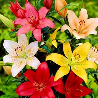 Lilium ASIATIC Mix-20бр.