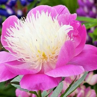 Божур/Paeonia Bowl of beauty /Топка красота/ ароматен с много едър 20 см. цвят - Bowl of beauty