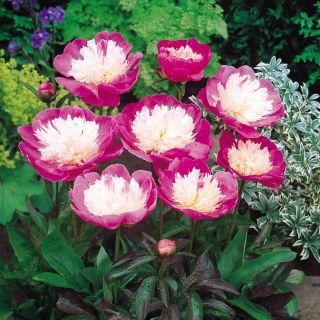 Божур/Paeonia Bowl of beauty /Топка красота/ ароматен с много едър 20 см. цвят - Bowl of beauty