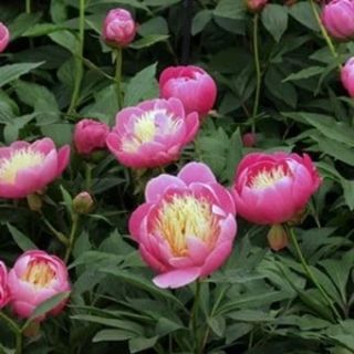 Божур/Paeonia Bowl of beauty /Топка красота/ ароматен с много едър 20 см. цвят - Bowl of beauty