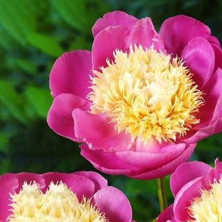 Божур/Paeonia Bowl of beauty /Топка красота/ ароматен с много едър 20 см. цвят - Bowl of beauty