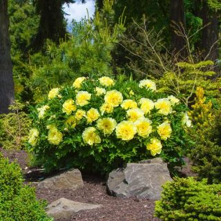 Дървовиден ITOH Божур BARTZELA