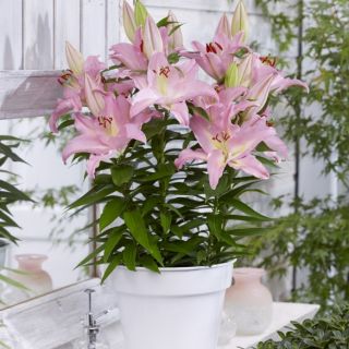 lilium Саксиен Farolito /НОВО/-1бр.