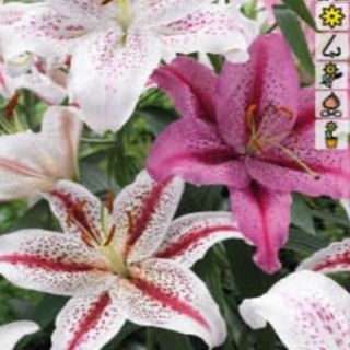 Лилиум /Lillium Tiger Mix - 5бр.