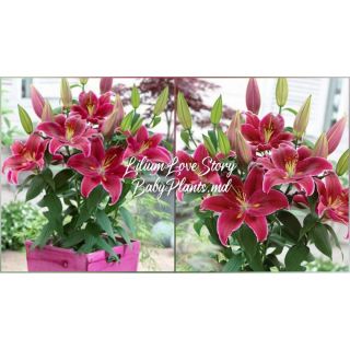 lilium Саксиен Love story /НОВО/-1бр.