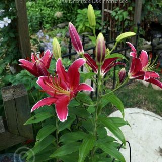 lilium Саксиен Love story /НОВО/-1бр.