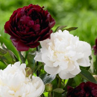 Божур/Paeonia Black beauty