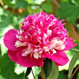 Божур/Paeonia CELEBRITY