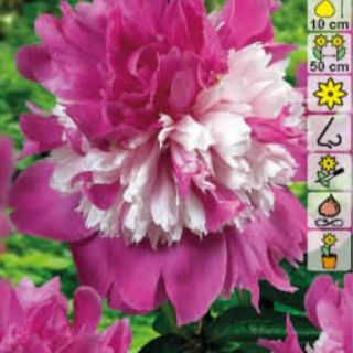 Божур/Paeonia CELEBRITY