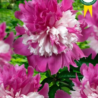 Божур/Paeonia CELEBRITY