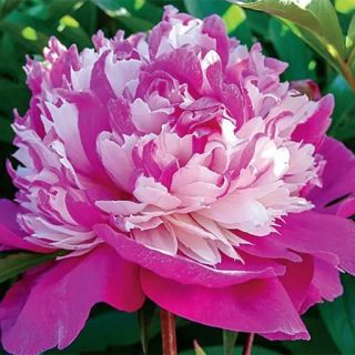 Божур/Paeonia CELEBRITY